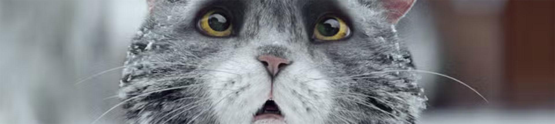 Sainsbury's: Mog’s Christmas Calamity